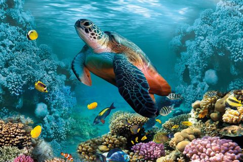 tortoise and fish swimming in a coral reef